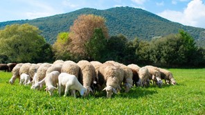 ΥπΑΑΤ: 24 νέες εστίες ευλογιάς στη Λάρισα